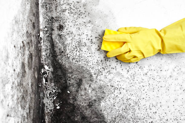 Best DIY Mold Remediation Support Services in Hartshorne, OK