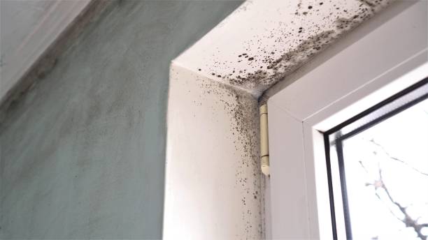 Best Crawl Space Mold Remediation in Hartshorne, OK