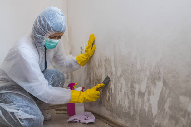 Best Industrial Mold Remediation in Hartshorne, OK