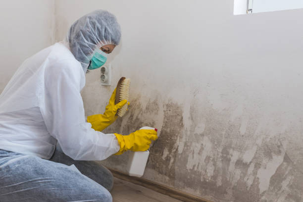 Best Residential Mold Remediation in Hartshorne, OK