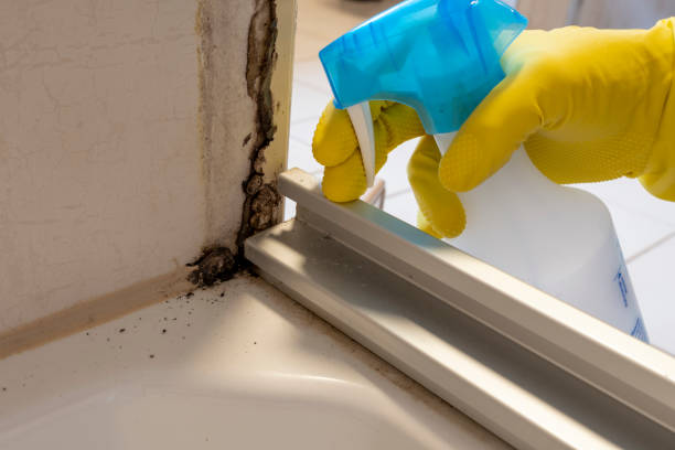 Best Attic Mold Remediation in Hartshorne, OK