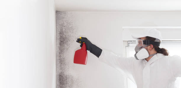 Best Commercial Mold Remediation in Hartshorne, OK